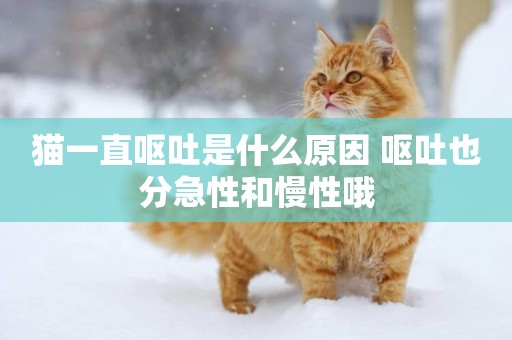 貓一直嘔吐是什么原因 嘔吐也分急性和慢性哦