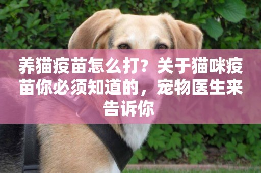 養貓疫苗怎么打？關于貓咪疫苗你必須知道的，寵物醫生來告訴你 