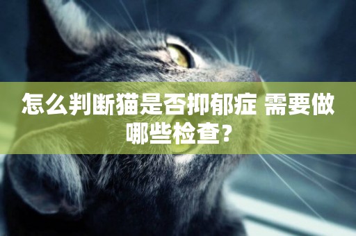 怎么判斷貓是否抑郁癥 需要做哪些檢查？