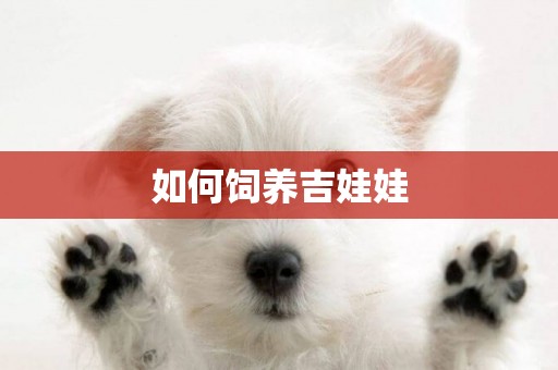 如何飼養吉娃娃