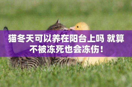 貓冬天可以養在陽臺上嗎 就算不被凍死也會凍傷！