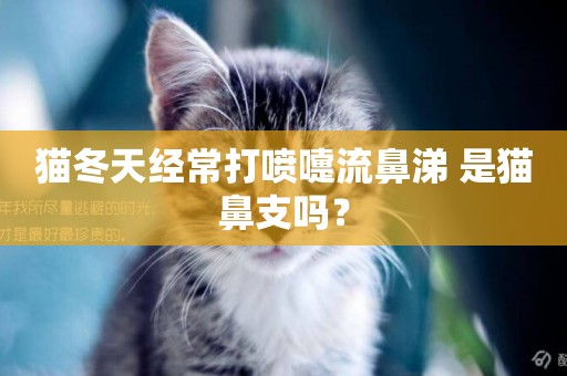 貓冬天經常打噴嚏流鼻涕 是貓鼻支嗎？