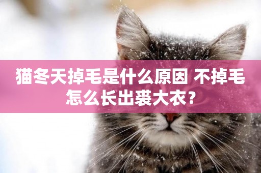貓冬天掉毛是什么原因 不掉毛怎么長出裘大衣？