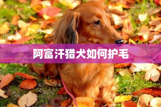 阿富汗獵犬如何護毛