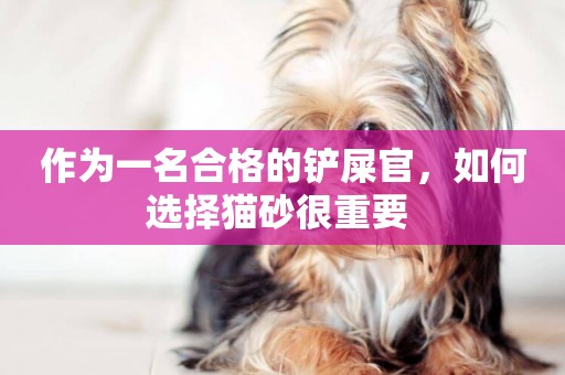 作為一名合格的鏟屎官，如何選擇貓砂很重要 
