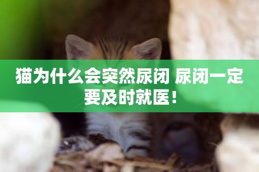 貓為什么會突然尿閉 尿閉一定要及時就醫！