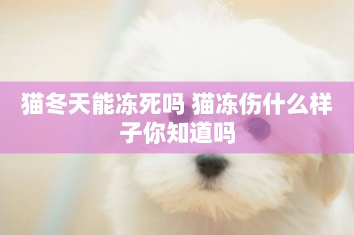 貓冬天能凍死嗎 貓凍傷什么樣子你知道嗎