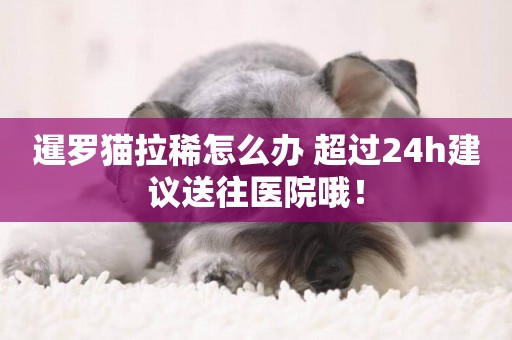暹羅貓拉稀怎么辦 超過24h建議送往醫院哦！