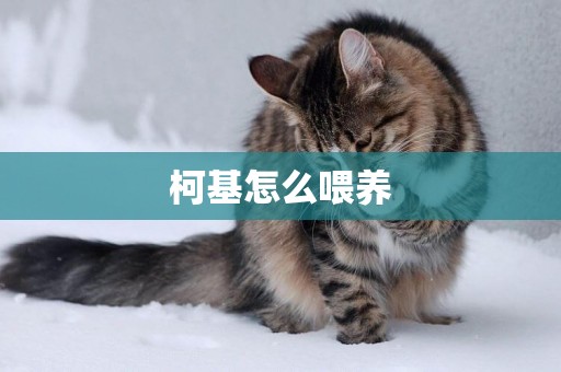 柯基怎么喂養