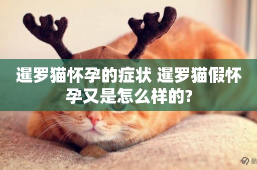 暹羅貓懷孕的癥狀 暹羅貓假懷孕又是怎么樣的?