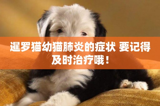 暹羅貓幼貓肺炎的癥狀 要記得及時治療哦！