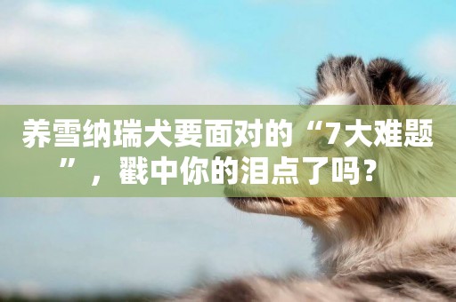 養雪納瑞犬要面對的“7大難題”，戳中你的淚點了嗎？ 