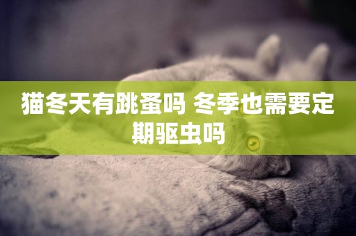 貓冬天有跳蚤嗎 冬季也需要定期驅蟲嗎
