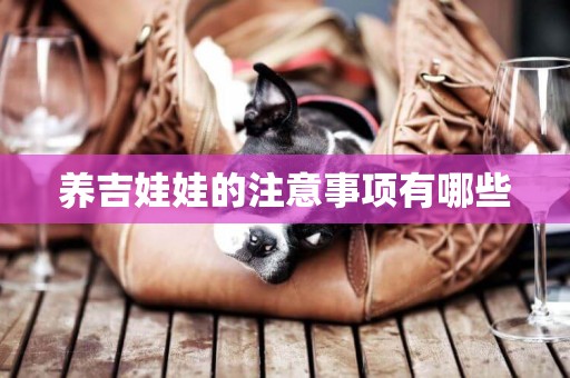 養吉娃娃的注意事項有哪些