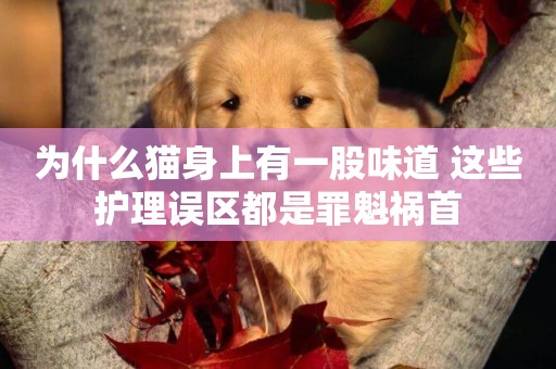 為什么貓身上有一股味道 這些護理誤區都是罪魁禍首