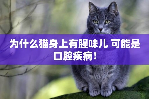 為什么貓身上有腥味兒 可能是口腔疾病！