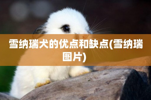 雪納瑞犬的優點和缺點(雪納瑞圖片) 