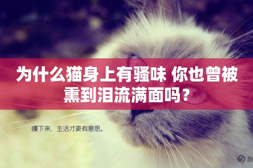 為什么貓身上有騷味 你也曾被熏到淚流滿面嗎？