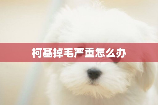 柯基掉毛嚴重怎么辦