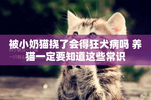 被小奶貓撓了會得狂犬病嗎 養貓一定要知道這些常識