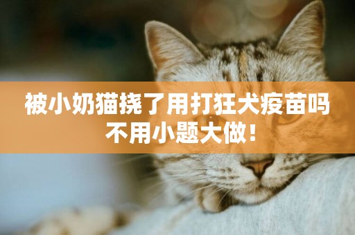 被小奶貓撓了用打狂犬疫苗嗎 不用小題大做！