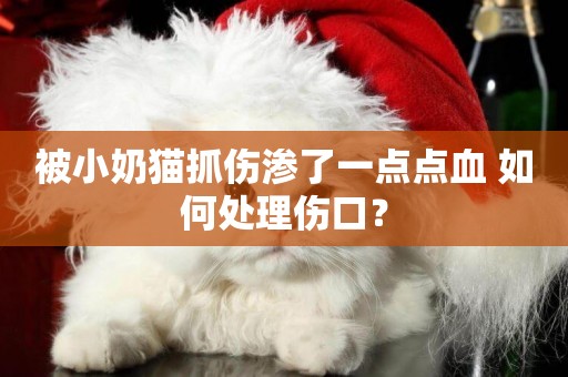 被小奶貓抓傷滲了一點點血 如何處理傷口？