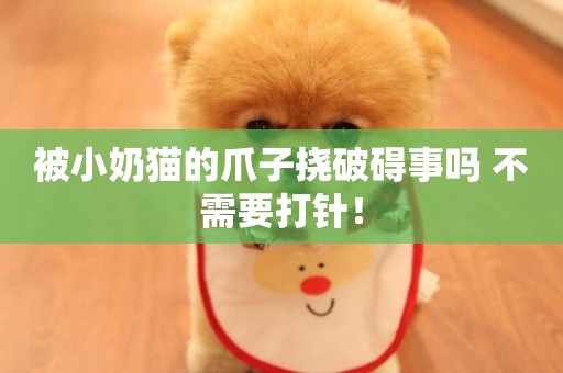 被小奶貓的爪子撓破礙事嗎 不需要打針！
