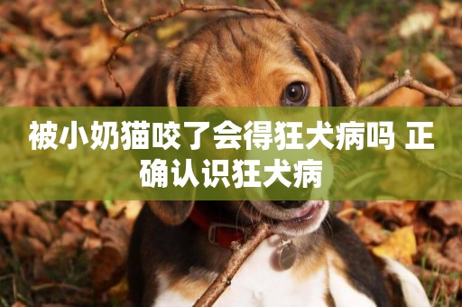 被小奶貓咬了會得狂犬病嗎 正確認識狂犬病