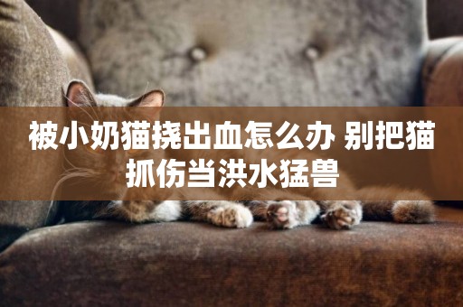 被小奶貓撓出血怎么辦 別把貓抓傷當洪水猛獸