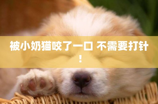 被小奶貓咬了一口 不需要打針！