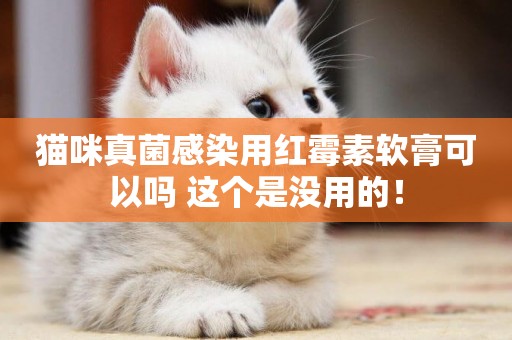 貓咪真菌感染用紅霉素軟膏可以嗎 這個是沒用的！