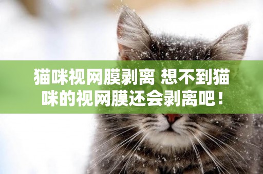 貓咪視網膜剝離 想不到貓咪的視網膜還會剝離吧！