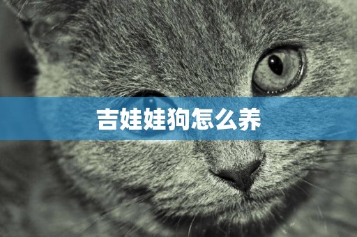 吉娃娃狗怎么養