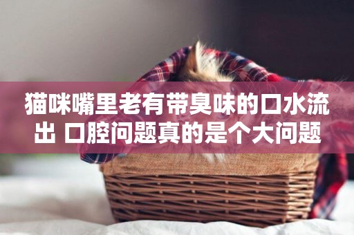 貓咪嘴里老有帶臭味的口水流出 口腔問題真的是個大問題