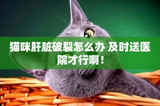 貓咪肝臟破裂怎么辦 及時送醫院才行啊！