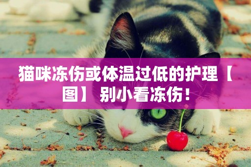 貓咪凍傷或體溫過低的護理【圖】 別小看凍傷！