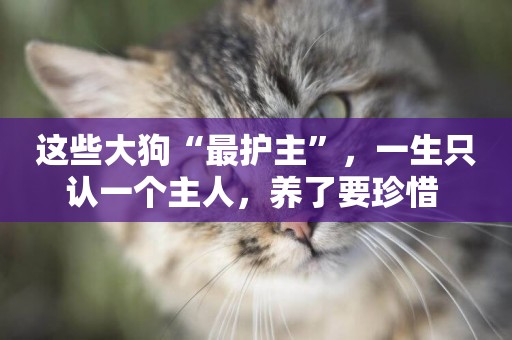 這些大狗“最護主”，一生只認一個主人，養了要珍惜 