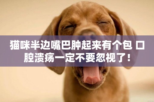 貓咪半邊嘴巴腫起來有個包 口腔潰瘍一定不要忽視了！