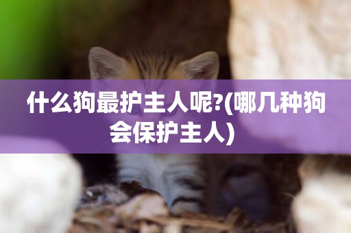 什么狗最護主人呢?(哪幾種狗會保護主人) 