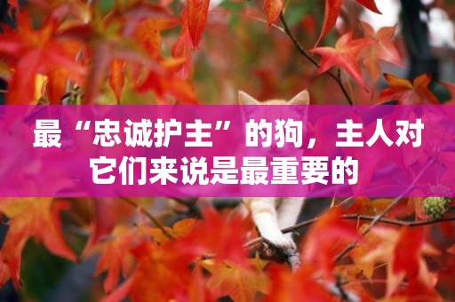 最“忠誠護主”的狗，主人對它們來說是最重要的 