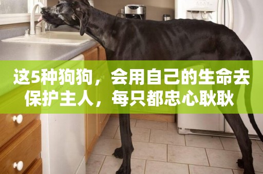 這5種狗狗，會用自己的生命去保護主人，每只都忠心耿耿 