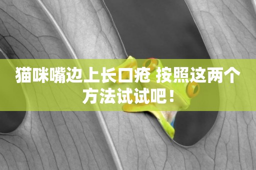 貓咪嘴邊上長口瘡 按照這兩個方法試試吧！