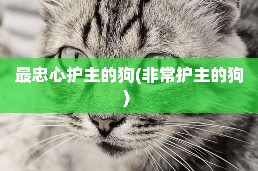 最忠心護主的狗(非常護主的狗) 