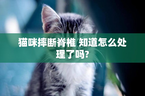 貓咪摔斷脊椎 知道怎么處理了嗎?