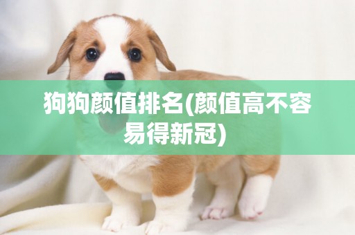 狗狗顏值排名(顏值高不容易得新冠) 