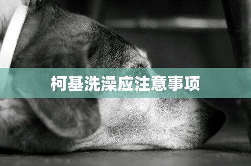 柯基洗澡應注意事項