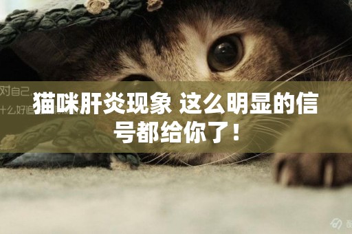 貓咪肝炎現象 這么明顯的信號都給你了！