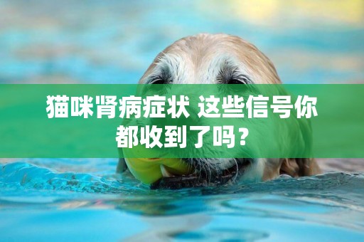 貓咪腎病癥狀 這些信號你都收到了嗎？