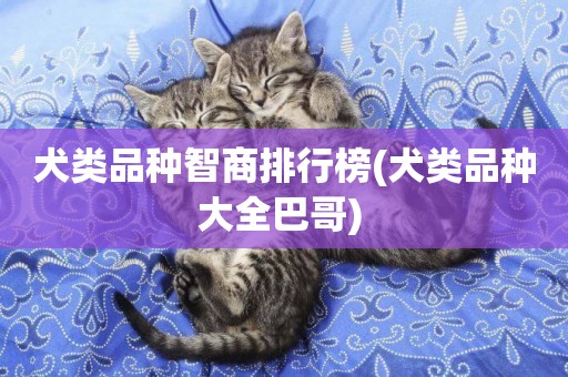 犬類品種智商排行榜(犬類品種大全巴哥) 