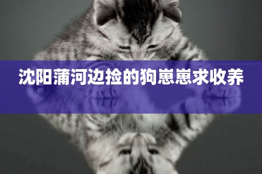 沈陽蒲河邊撿的狗崽崽求收養 